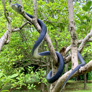 大号仿真蛇加长软胶眼镜王蛇吓人塑胶玩具蛇园艺花草装饰造景假蛇