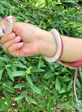 软胶仿真蛇双头褐红色两个头眼镜蛇假蛇儿童玩具吓人静态动物模型