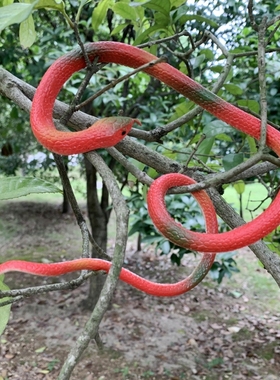 仿真蛇软胶蛇橡胶塑胶蛇整人恶搞吓人玩具假蛇眼镜蛇绿色动物模型