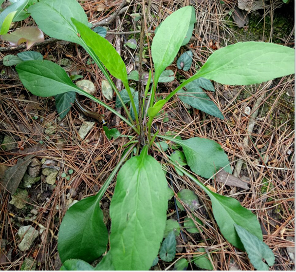 野生中草药新鲜全草入药一枝黄花