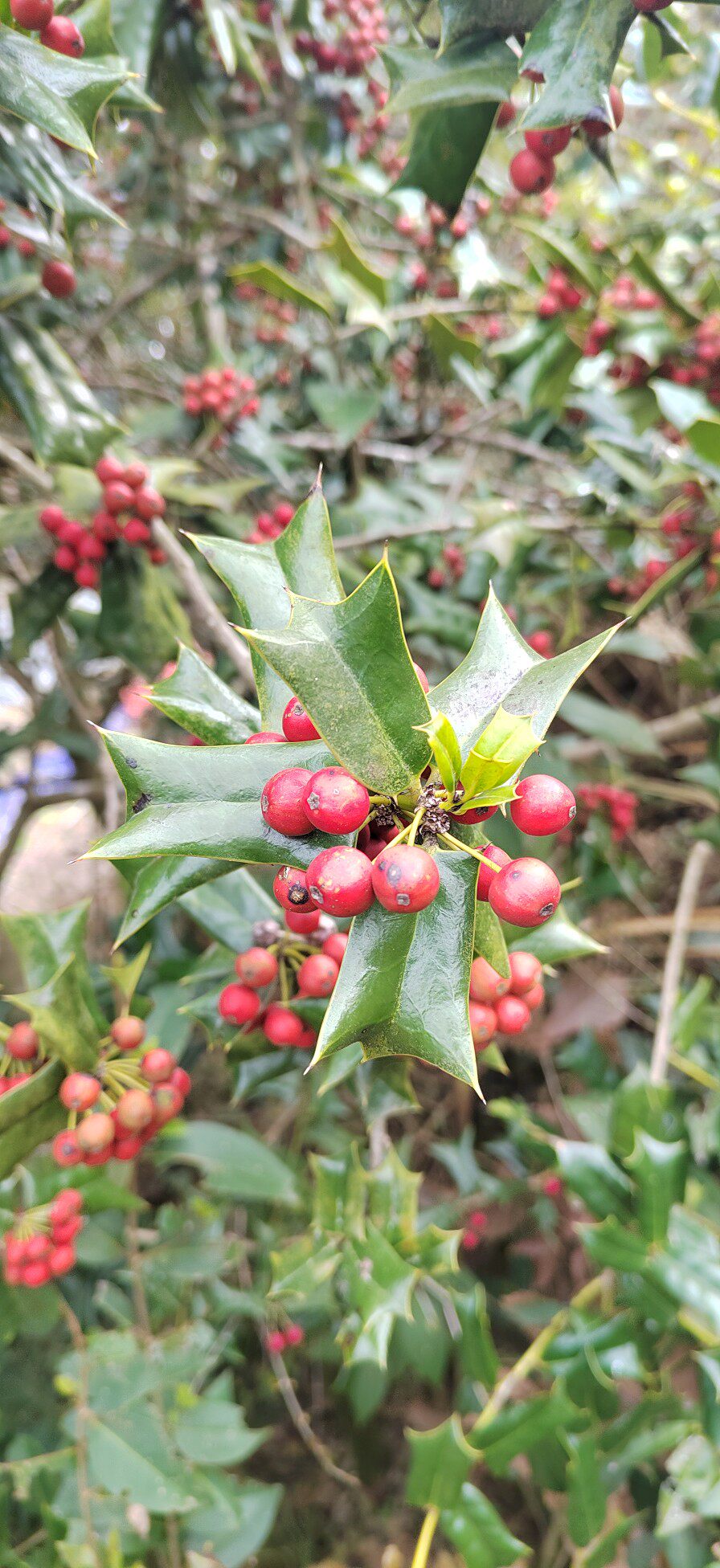 功劳叶 枸骨叶 猫儿刺 老鼠刺 八角刺茶 十大功劳叶