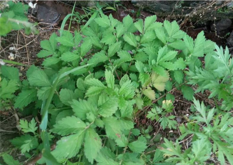 新鲜仙鹤草 龙牙草 狼牙草 脱力草
