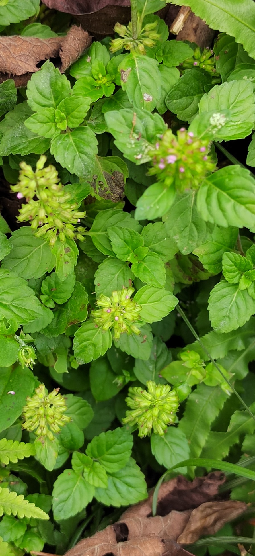 风轮菜蜂窝草节节草苦地胆熊胆草九层塔落地梅花九塔草现挖现发 鲜花速递/花卉仿真/绿植园艺 时令草本花卉 原图主图