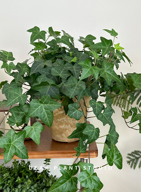 亲爱的绿植四季常春藤绿植盆栽好养护室内办公室净化空气吊兰爬藤