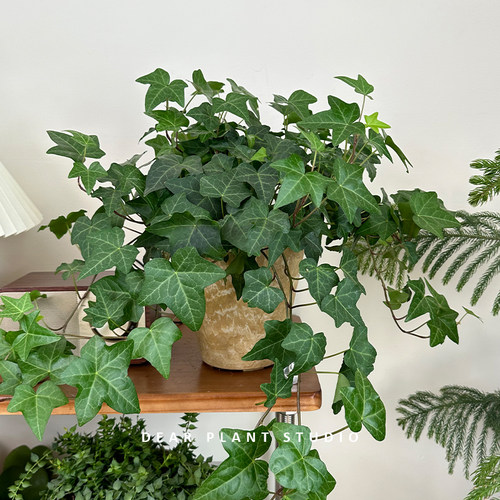 四季常春藤净化空气吊兰爬藤
