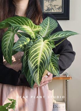 亲爱的绿植乳脉千年芋盆栽室内网红四季常青好养绿植盆栽观叶植物