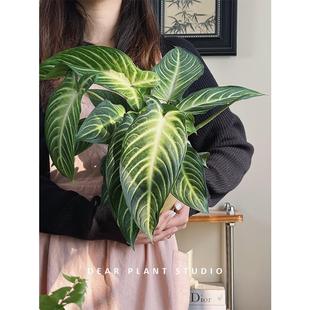 亲爱 常青好养绿植盆栽观叶植物 绿植乳脉千年芋盆栽室内网红四季