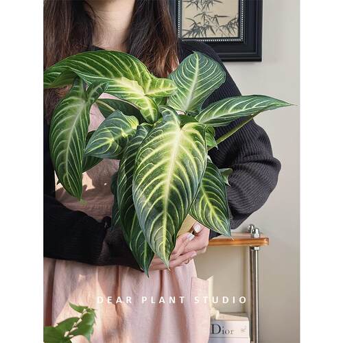 绿植乳脉千年芋室内观叶植物