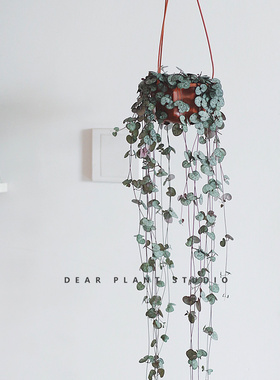 亲爱的绿植 爱之蔓锦ins风植物盆栽室内吊兰多肉爬藤阳台垂吊盆景