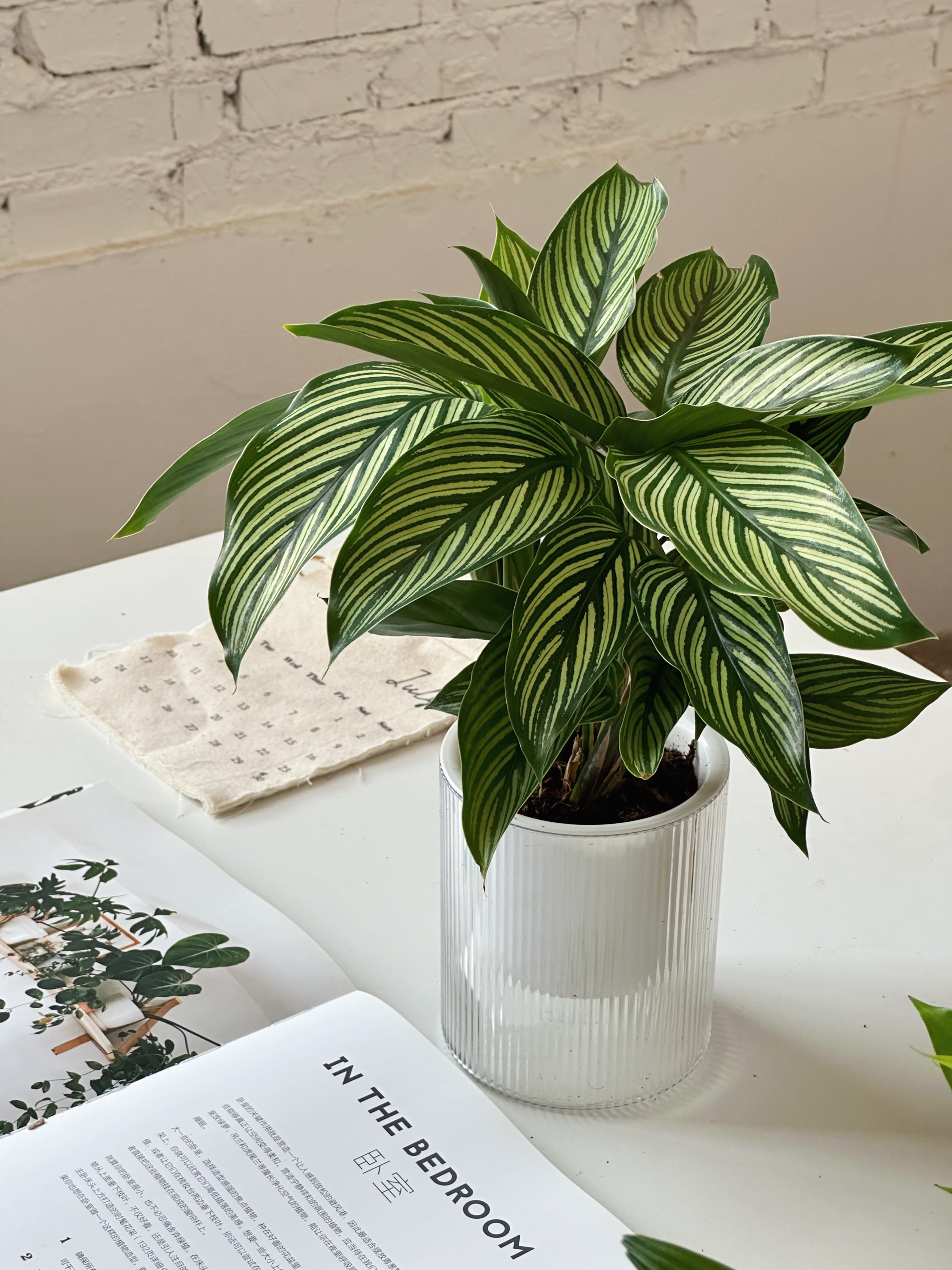 办公室绿植小盆栽懒人自动吸盆好养净化空气水培绿植耐活高颜值