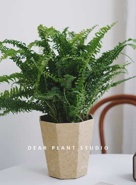 亲爱的绿植波士顿蕨盆栽桌面室内办公室观叶净化空气好养易活植物