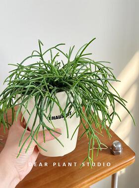 亲爱的绿植 细叶喀秋莎绿植可爱小吊丝苇ins风格小众垂摆植物盆栽