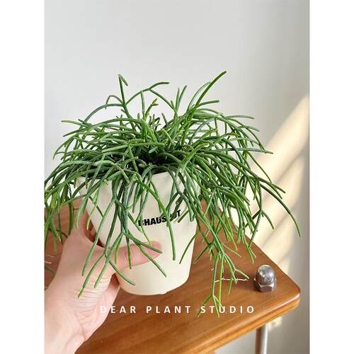 细叶喀秋莎绿植可爱小吊丝苇