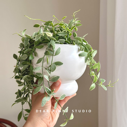亲爱的绿植北欧风金边珍珠吊兰