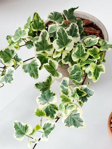 雪莹常春藤耐旱耐阴观叶植物