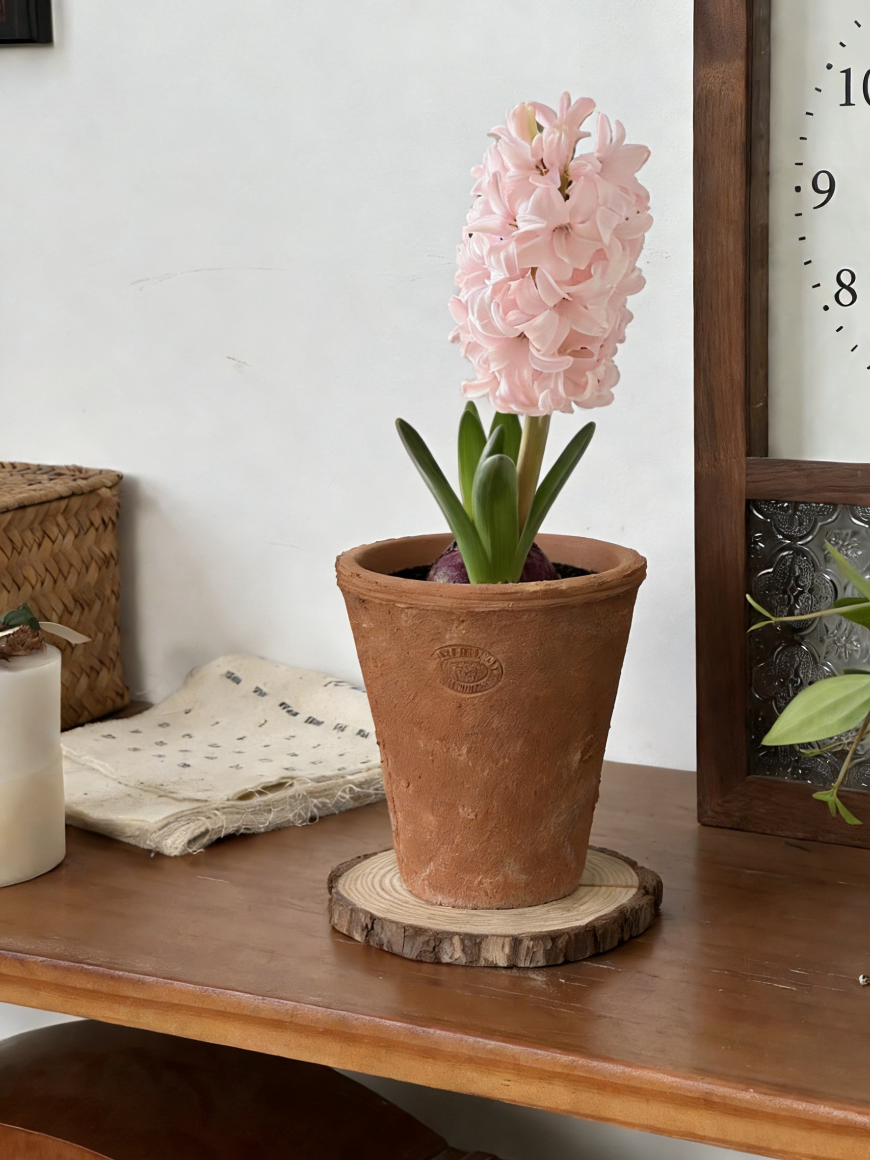 亲爱的绿植风信子中国粉耐寒植物冬天开花好闻室内桌面盆栽,鲜花速递/花卉仿真/绿植园艺,绿植,淘宝优惠券,粉丝福利购,淘宝优惠卷