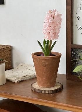 亲爱的绿植风信子中国粉耐寒植物冬天开花好闻室内桌面盆栽