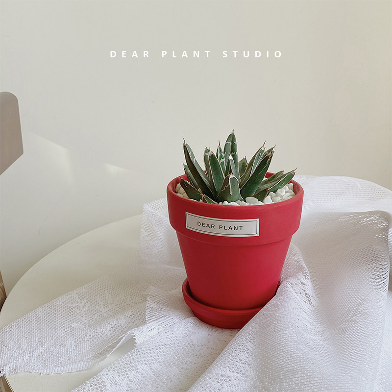 亲爱的绿植龙舌兰多肉箭山积雪耐寒办公室内世之雪盆栽,鲜花速递/花卉仿真/绿植园艺,多肉植物,淘宝优惠券,粉丝福利购,淘宝优惠卷