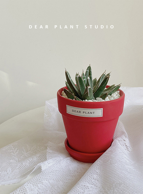 亲爱的绿植龙舌兰多肉箭山积雪耐寒办公室内世之雪盆栽