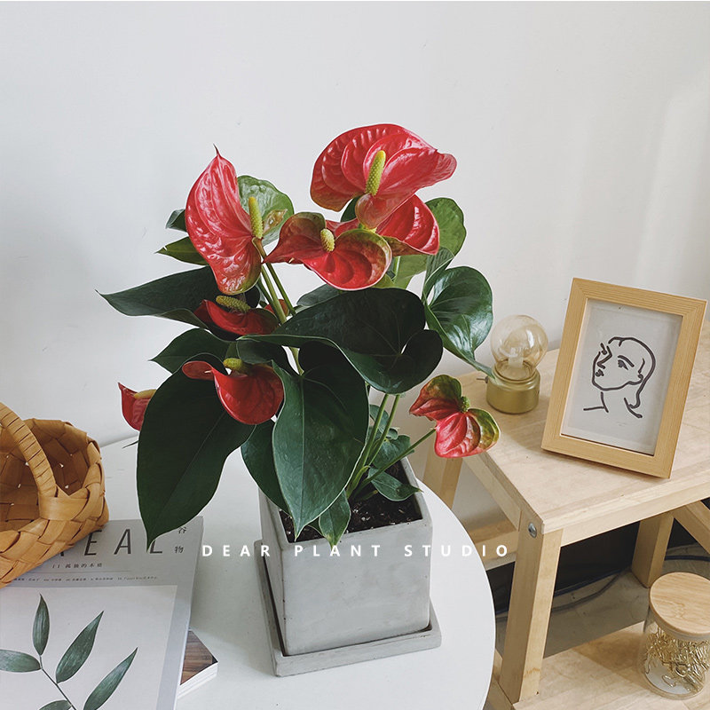 亲爱的绿植红掌红骄阳室内耐阴耐热花卉送礼盆栽四季常开节日礼物