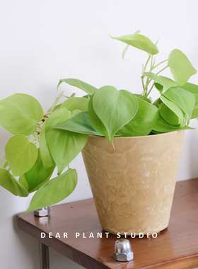 亲爱的绿植 柠檬汁蔓绿绒ins风小众美感室内桌面垂感观叶盆栽植物