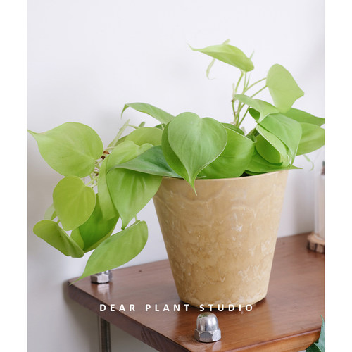 蔓绿绒ins风观叶盆栽室内