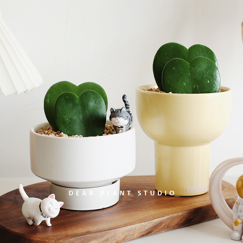 多肉植物室内桌面吸甲醛绿植