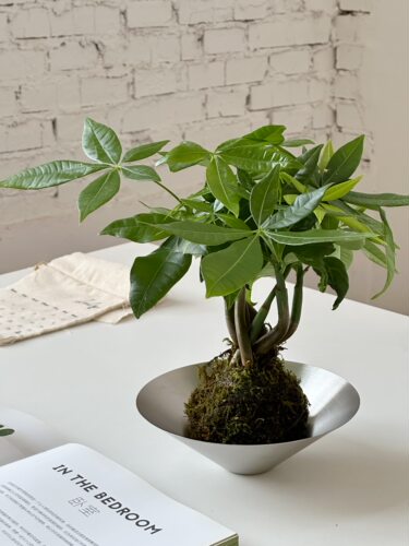 亲爱的绿植发财树苔藓球桌面小盆栽办公室内客厅好养水培植物绿植