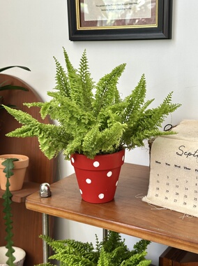 亲爱的绿植 蕾丝蕨室内盆栽棉花糖蕨玛丽莎蕨类植物懒人网红植物