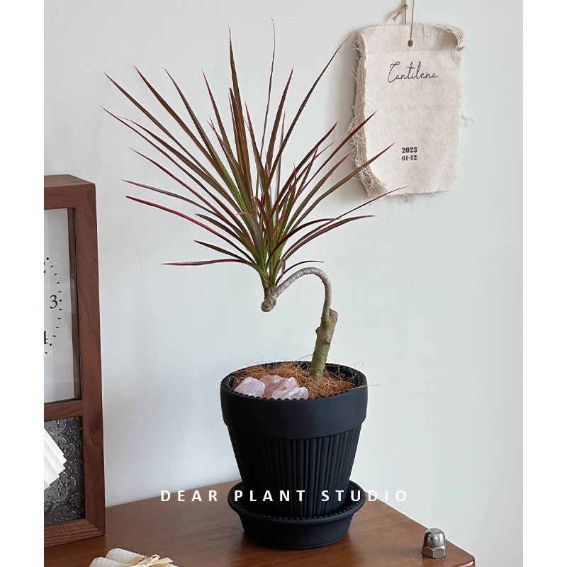 北欧办公室内阳台植物