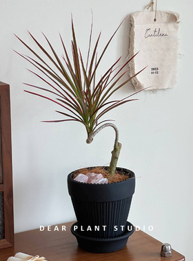 亲爱的绿植七彩千年木美观绿植净化空气室内阳台办公室桌面盆栽