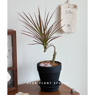 亲爱的绿植七彩千年木美观绿植净化空气室内阳台办公室桌面盆栽