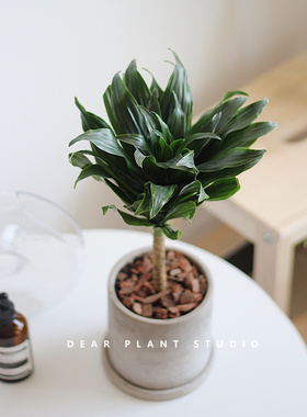 亲爱的绿植 太阳神龙须树密叶朱焦龙血树ins北欧风四季植物小盆栽