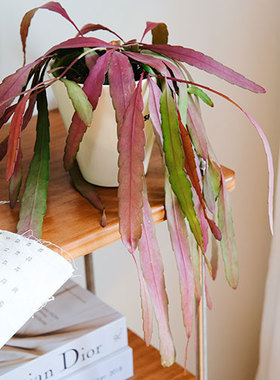 红叶丝苇室内耐高温花卉红领带丝韦懒人观叶植物开花阳台垂钓好养