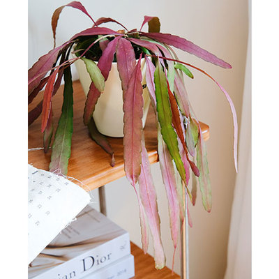 红叶丝苇室内净化空气懒人好养