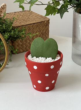 亲爱的绿植一片心多肉小盆栽懒人好养情人节闺蜜礼物办公桌面绿植