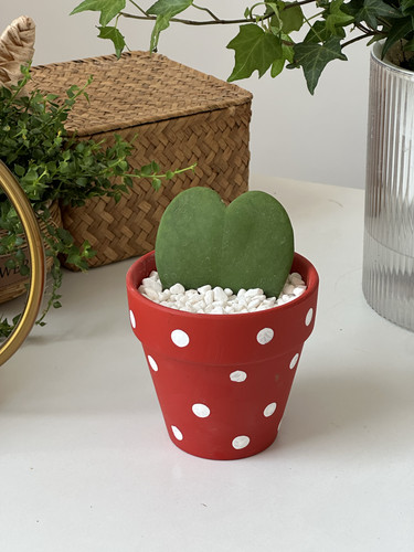 情人节一片心多肉小盆栽