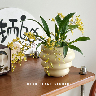 亲爱的绿植梦香兰花卉办公室内盆栽文心兰耐阴好养浓香型开花植物