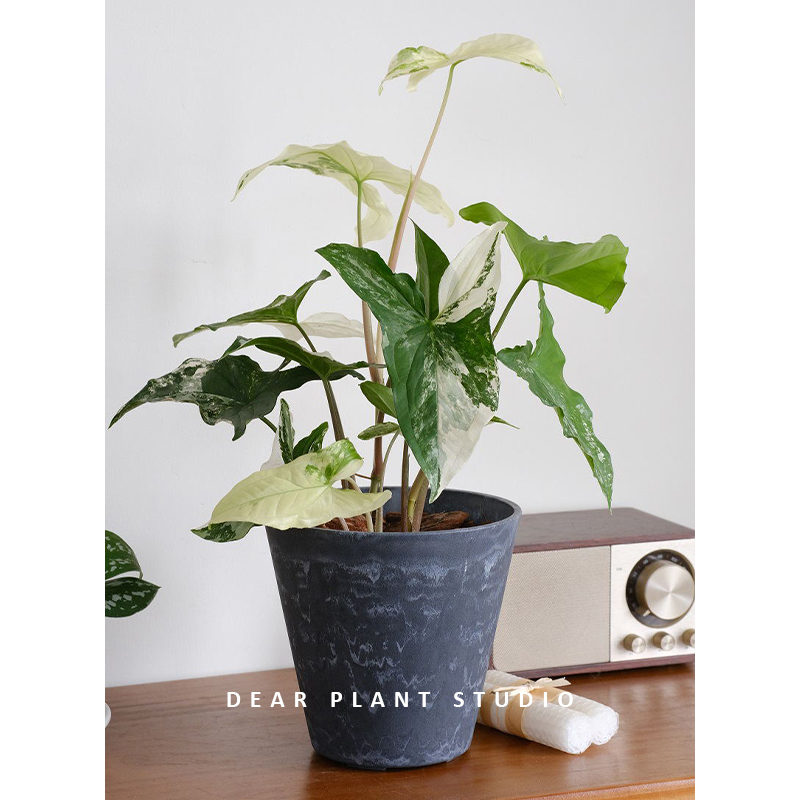 白锦合果芋观叶绿植花卉盆栽