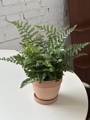 亲爱的绿植吉姆蕨盆栽网红蕨植物室内绿植新手好养耐旱耐阴铁线蕨