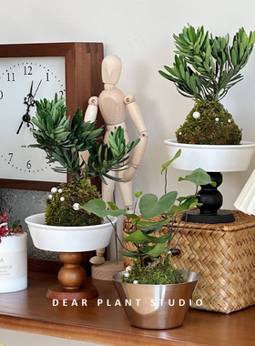 亲爱的绿植台湾罗汉松苔藓球盆景办公室内好养绿植桌面迷你小盆栽