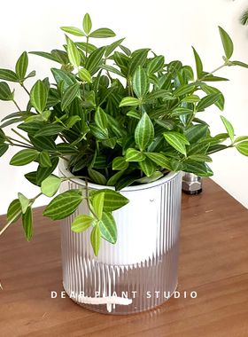 亲爱的绿植 钻石翡翠桌面鲜活绿植盆栽懒人好养净化空气常绿藤蔓