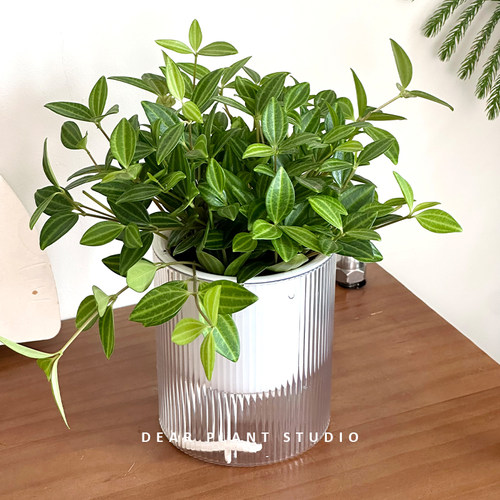 钻石翡翠桌面鲜活绿植盆栽