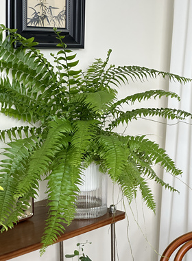 亲爱的绿植霸王蕨懒人盆栽室内桌面绿植网红植物净化空气好养活