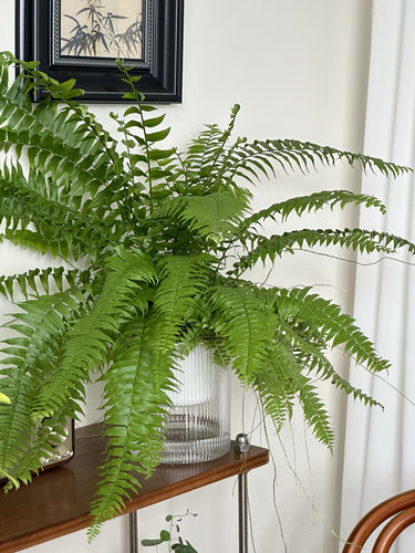 室内桌面网红植物霸王蕨懒人盆栽