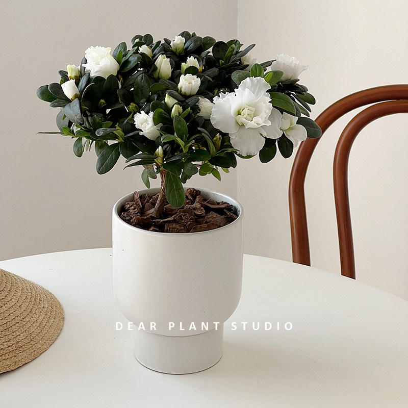 比利时杜鹃花桌面四季开花绿植