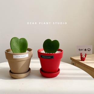 亲爱 一片心办公桌面小盆栽趣味多肉植物七夕情人节礼物 绿植