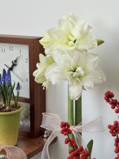 亲爱的绿植年宵花进口朱顶红花盆栽室内客厅花卉桌面好养耐寒植物