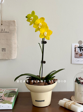 亲爱的绿植  蝴蝶兰盆栽带花耐寒花卉客厅书房室内四季好养活植物