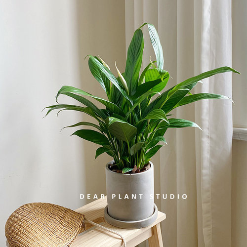 白掌客厅餐厅净化空气好养盆栽